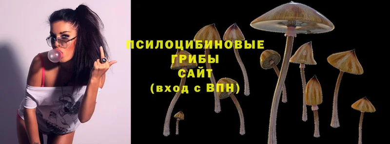 Псилоцибиновые грибы Cubensis Тверь